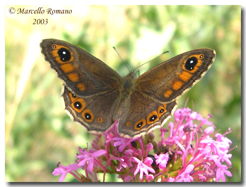 Insetti del Parco Adamello Brenta (TN): immagini e appunti